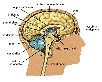 Gif Image of Brain