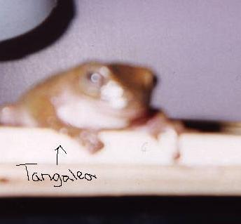 Tangalea