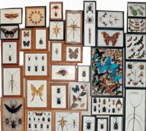 Image of bettles and butterflies display.jpg