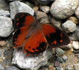 Butterfly - San Isidro