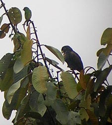Bronze-winged Parrot, Female Swallow Tanager