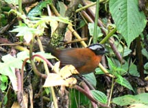 Tanager Finch