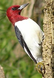 Red0headed Woodpecker