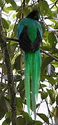Resplendant Quetzal - Male