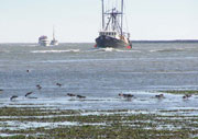 Shrimp boats and Oystercatchers