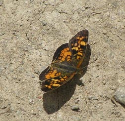 Northern Pearl Crescent