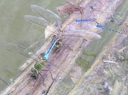 Common Green Darners and Northern Bluets mating