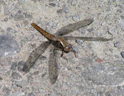 Chalk-fronted Corporal - Female